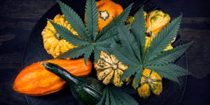 happy thanksgiving cannabis centerpiece