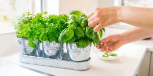 Person picking medicinal plants to make herbal wellness recipes