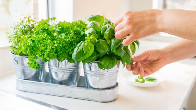 Person picking medicinal plants to make herbal wellness recipes
