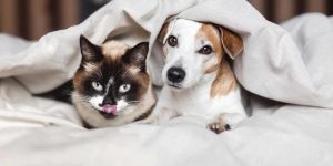 A cat and dog peeking out from under the covers while awaiting their CBD treats