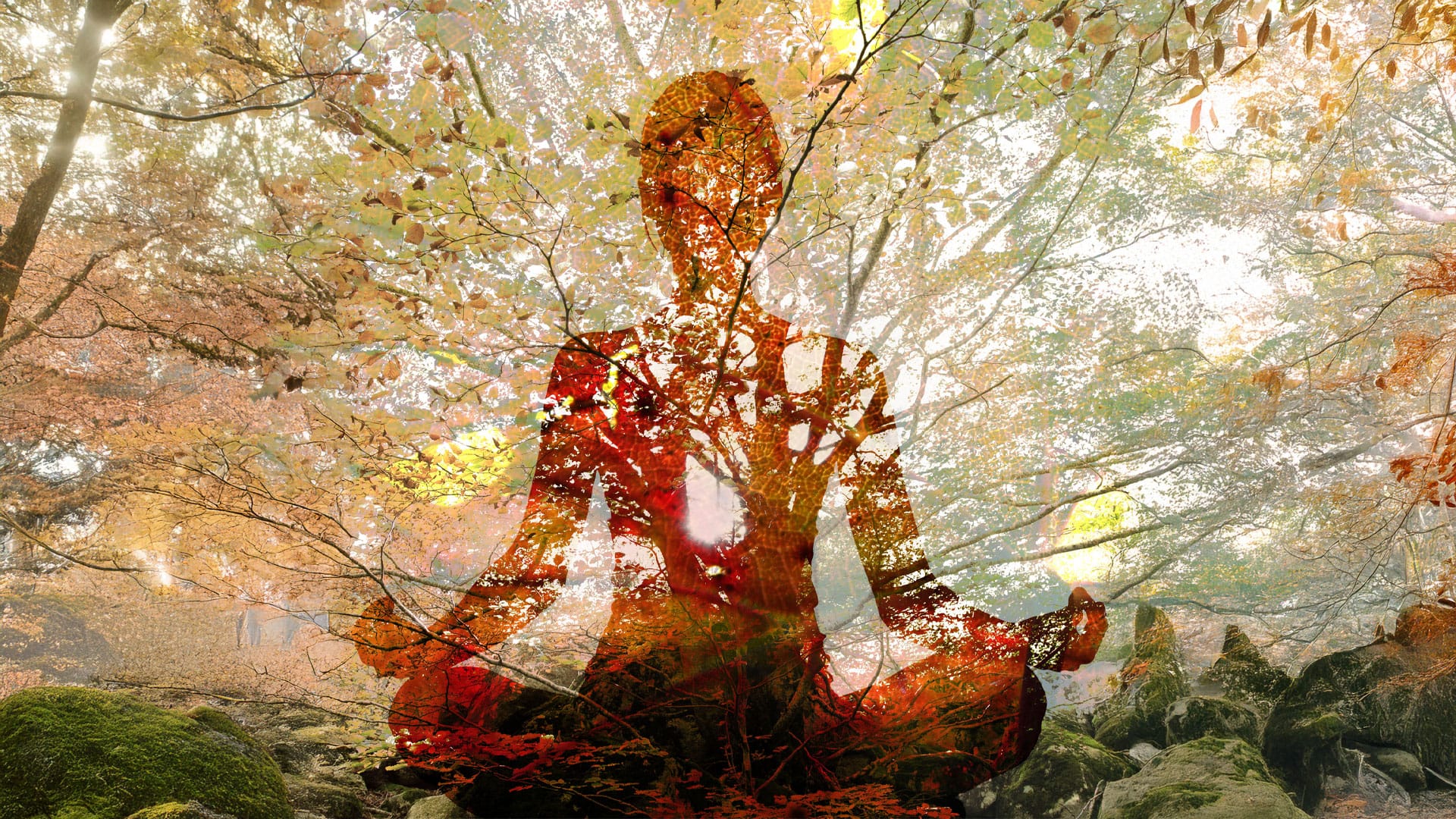 A colorful photo composition of the human body with the endocannabinoid system highlighted