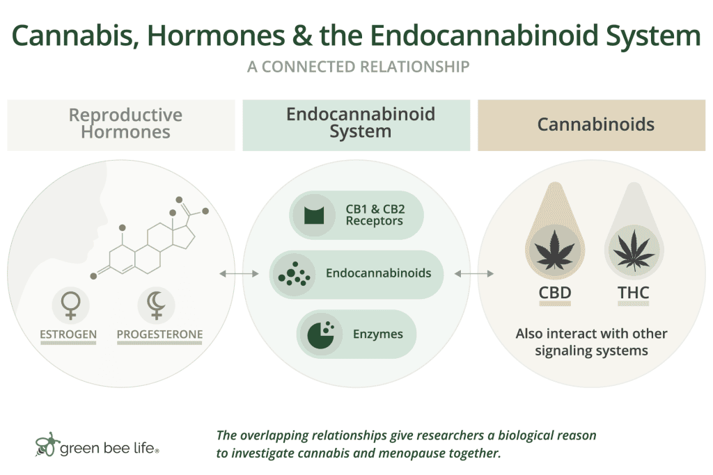 Infographic showing the relationship among reproductive hormones, the endocannabinoid system, and cannabinoids including THC and CBD.