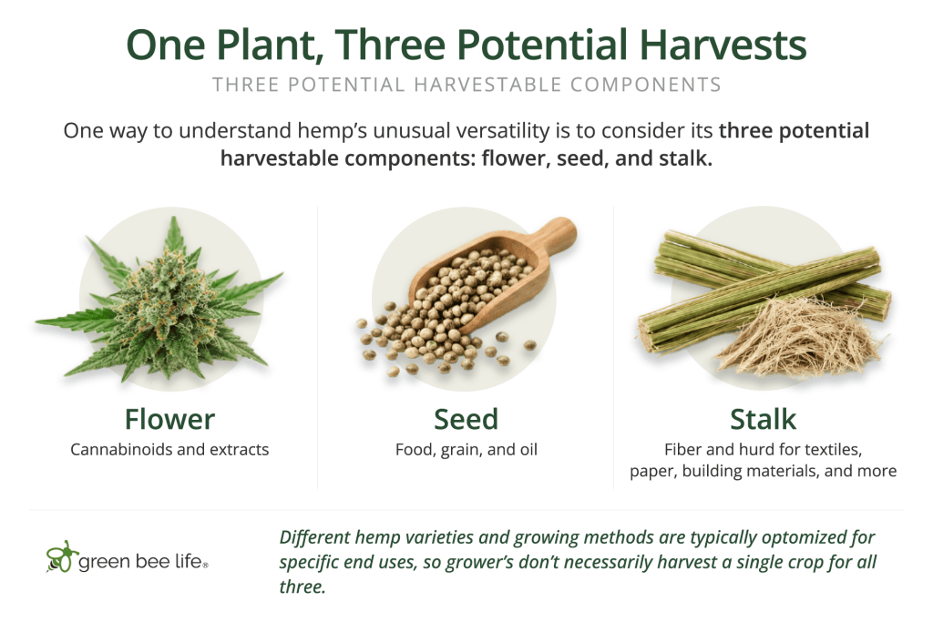 Infographic showing hemp flower, seed, and stalk as three potential harvestable components.