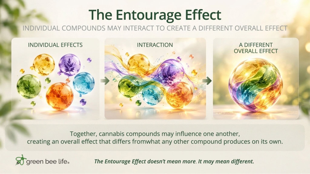 Infographic showing individual cannabis compounds interacting to create a potentially different overall effect, illustrating the entourage effect.