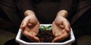 Hands cupped around a cannabis plant sprout