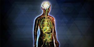 A colorful illustration of the human body with the endocannabinoid system highlighted