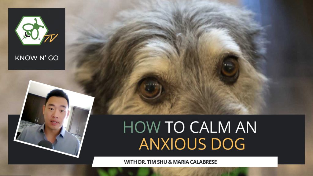 How to Calm an Anxious Dog