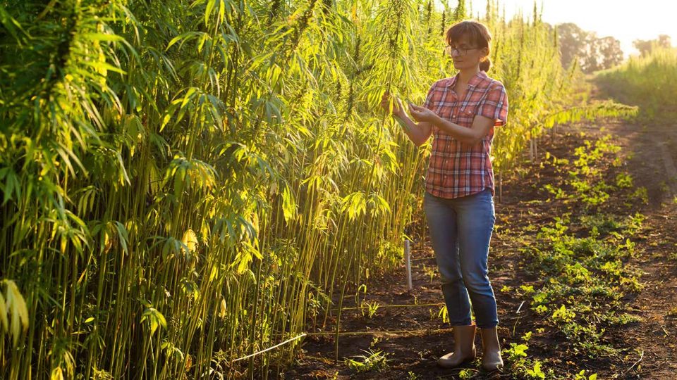 Hemp & the Environment — Sustainability at Its Best