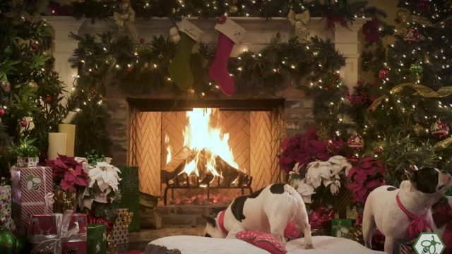 Canna Canine - Best Friends Yule Log