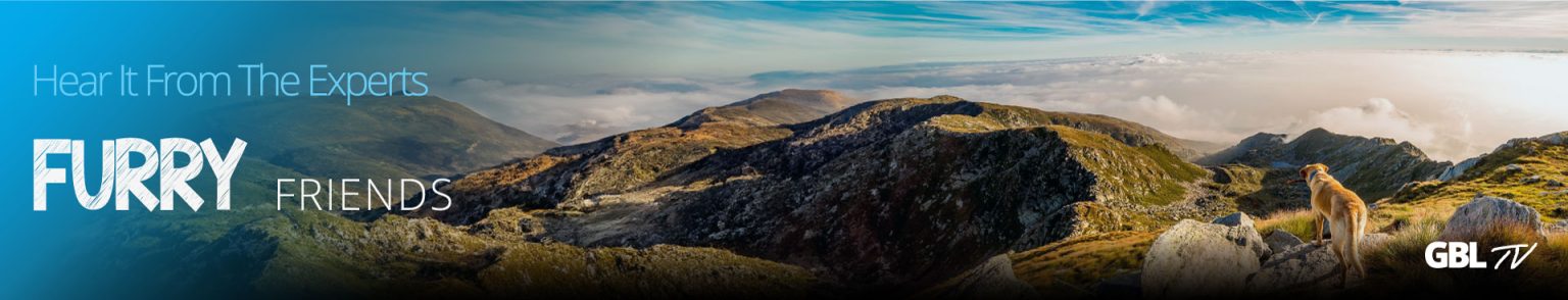 Go to the Pet Wellness video category