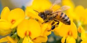 Honey bee facts