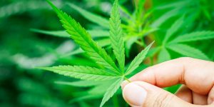 A hemp leaf held between two fingers