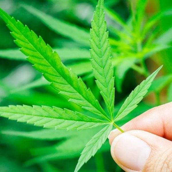 A hemp leaf held between two fingers