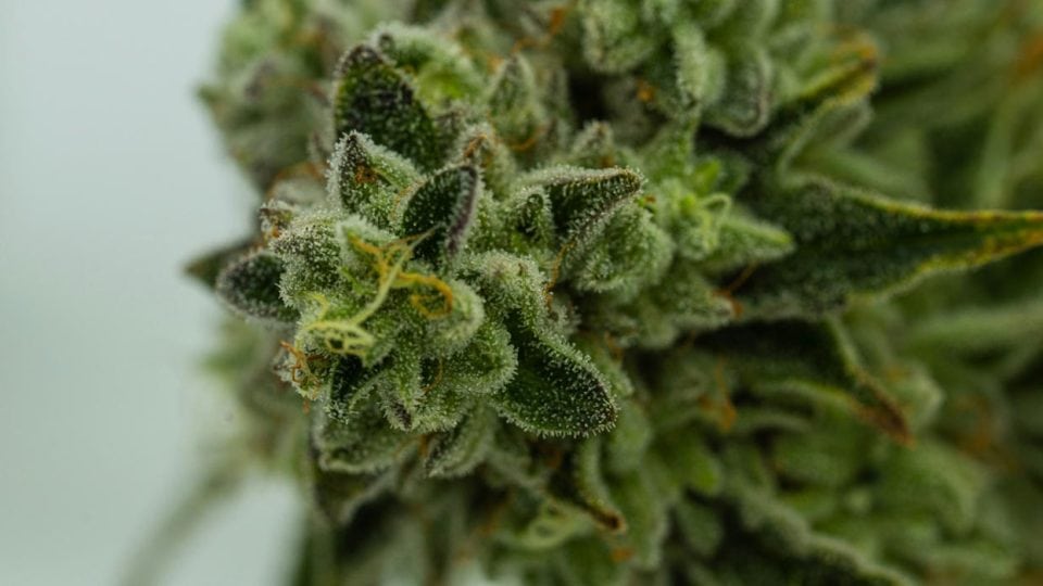 What is Kief: The Ultimate Guide to Weed Crystals and Their Uses