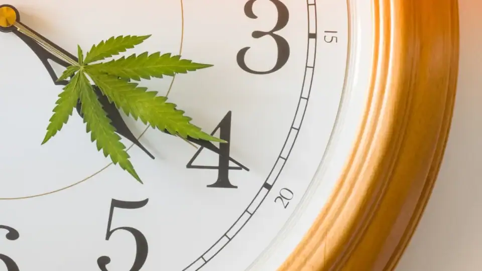 What Is 420? Unraveling the Origins of Weed Culture’s Most Iconic Number