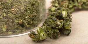 What Is Shake Weed?
