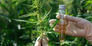 cbn vs cbd vs cbg