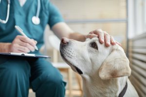 Close up of white Labrador dog at vet clinic with male veterinarian stroking his head.