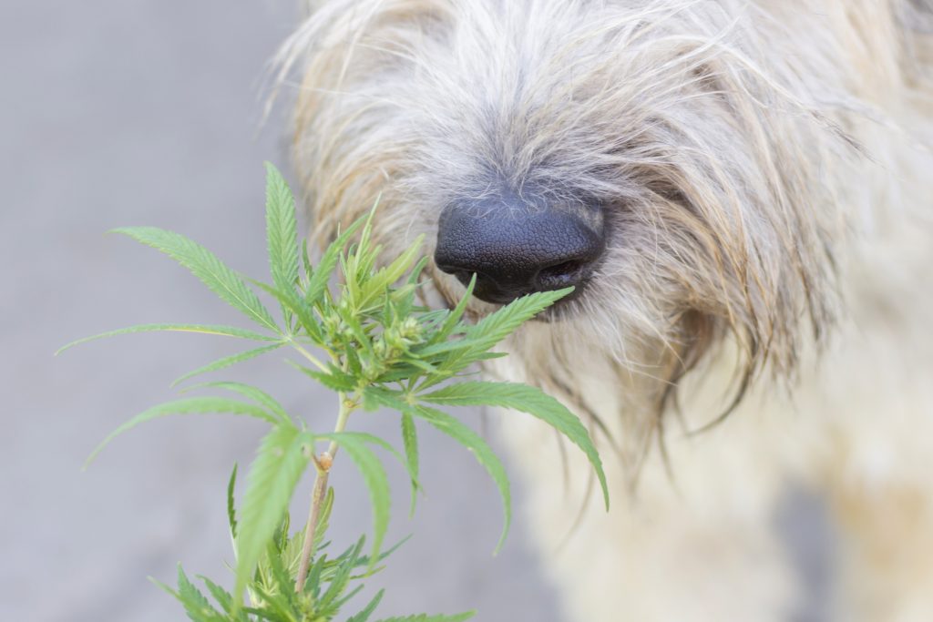 Close-up of a dog sniffing a cannabis plant