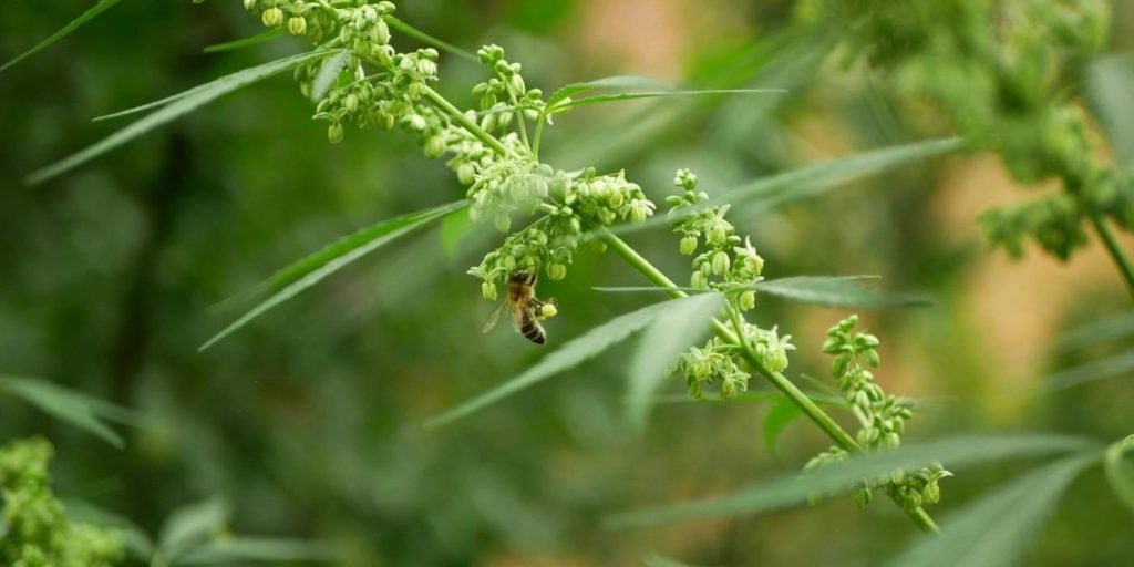 Bee polynating a marijuana flower