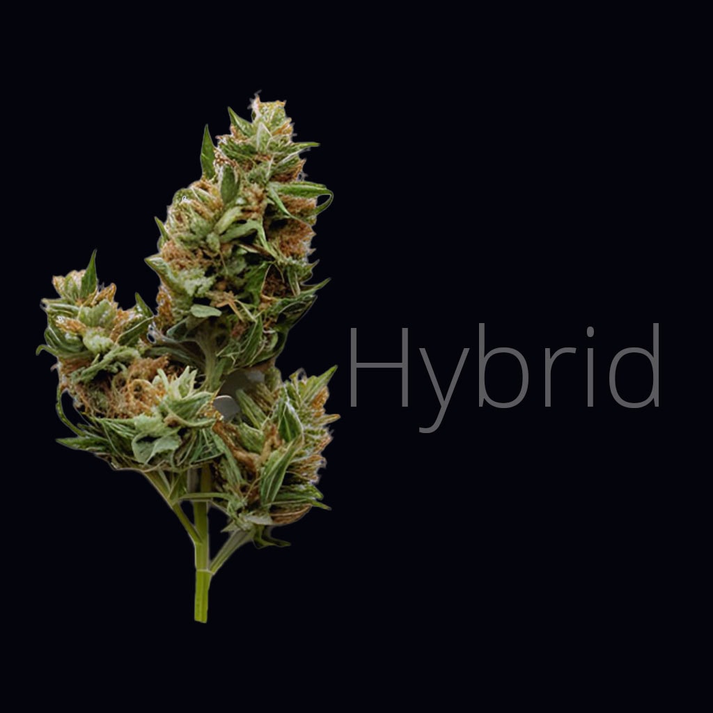 cannabis strain graphic showing hybrid cannabis flower for homemade edibles.