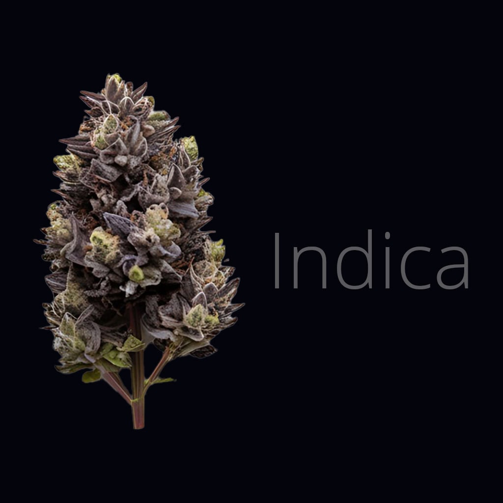 cannabis strain graphic showing indica cannabis flower for homemade edibles.