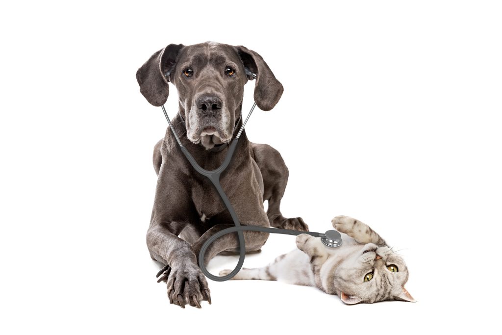 Large dog with stethoscope listening to a cat's heart.