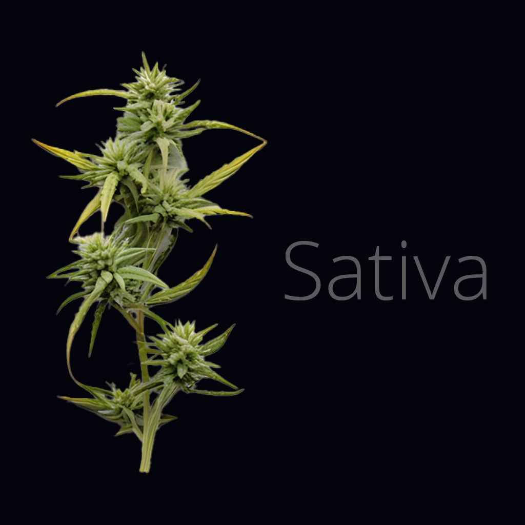 cannabis strain graphic showing sativa cannabis flower for homemade edibles.