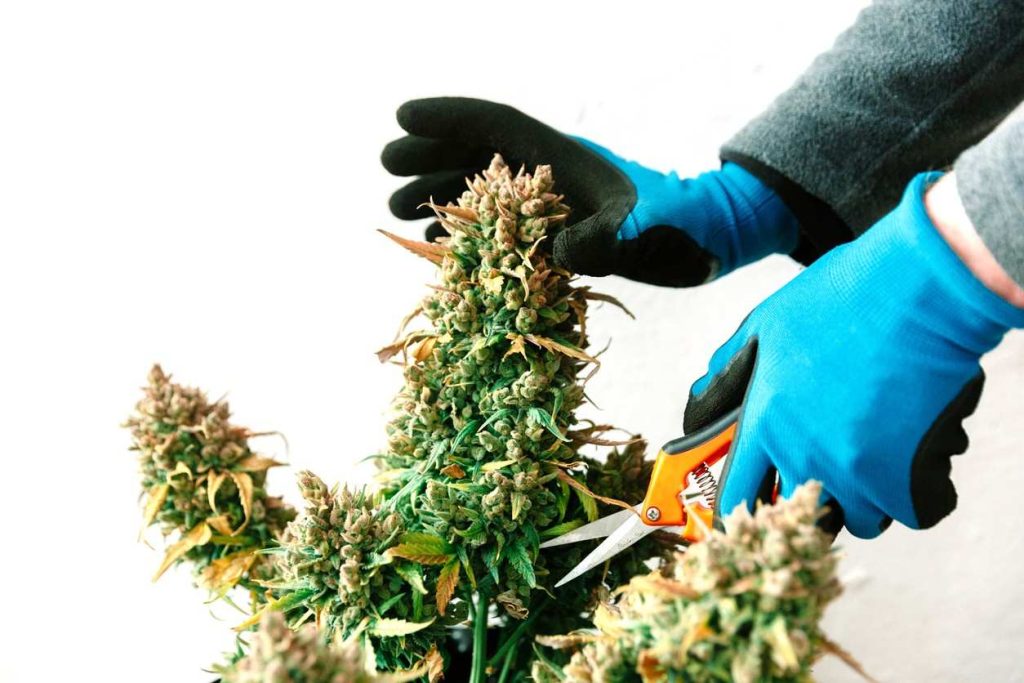 Growing Cannabis Indoors and Outdoors: Step-by-Step Guide
