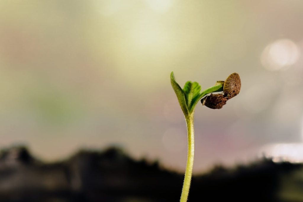 Growing Cannabis Indoors and Outdoors: Step-by-Step Guide