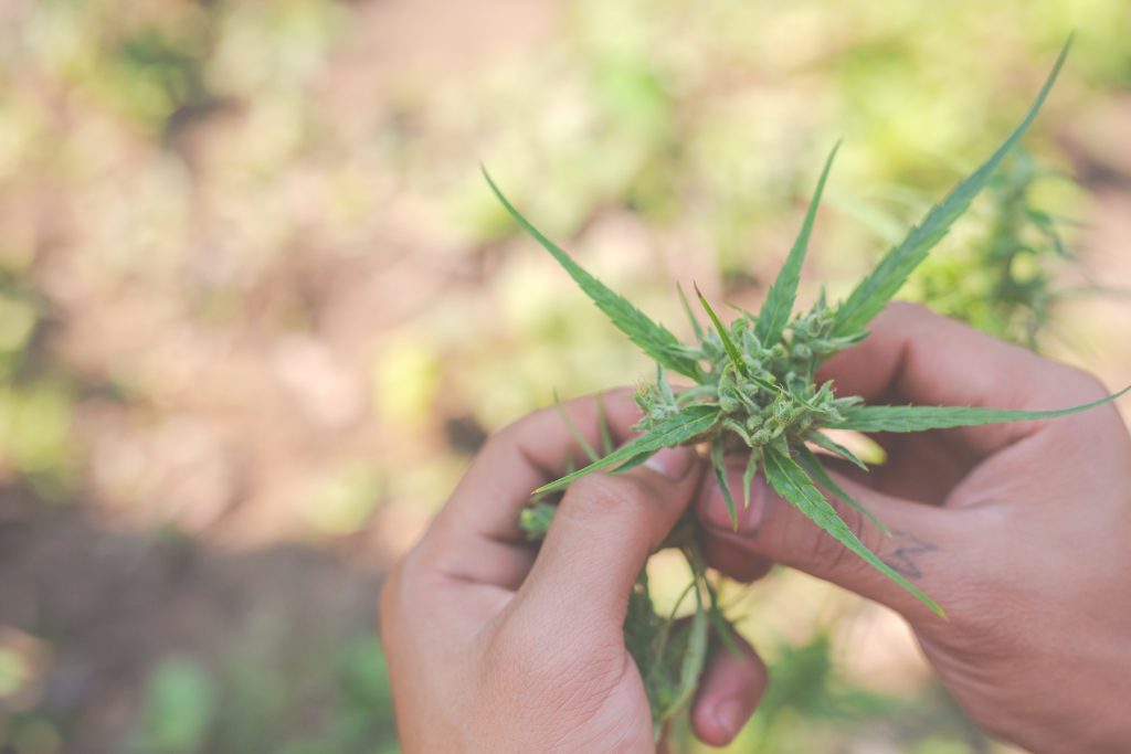Decarboxylate the Hemp