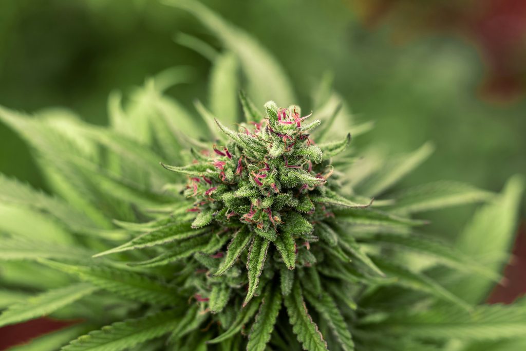 Hemp Flower