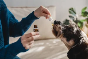 CBD Oil for Dogs with Arthritis