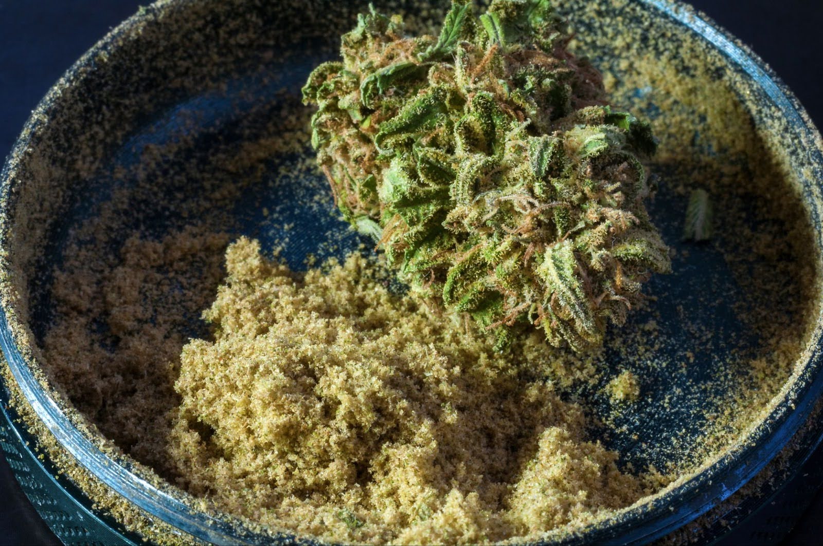 Loose, golden kief collected inside a grinder with a cannabis bud, showing the raw trichomes ready for decarboxylation.