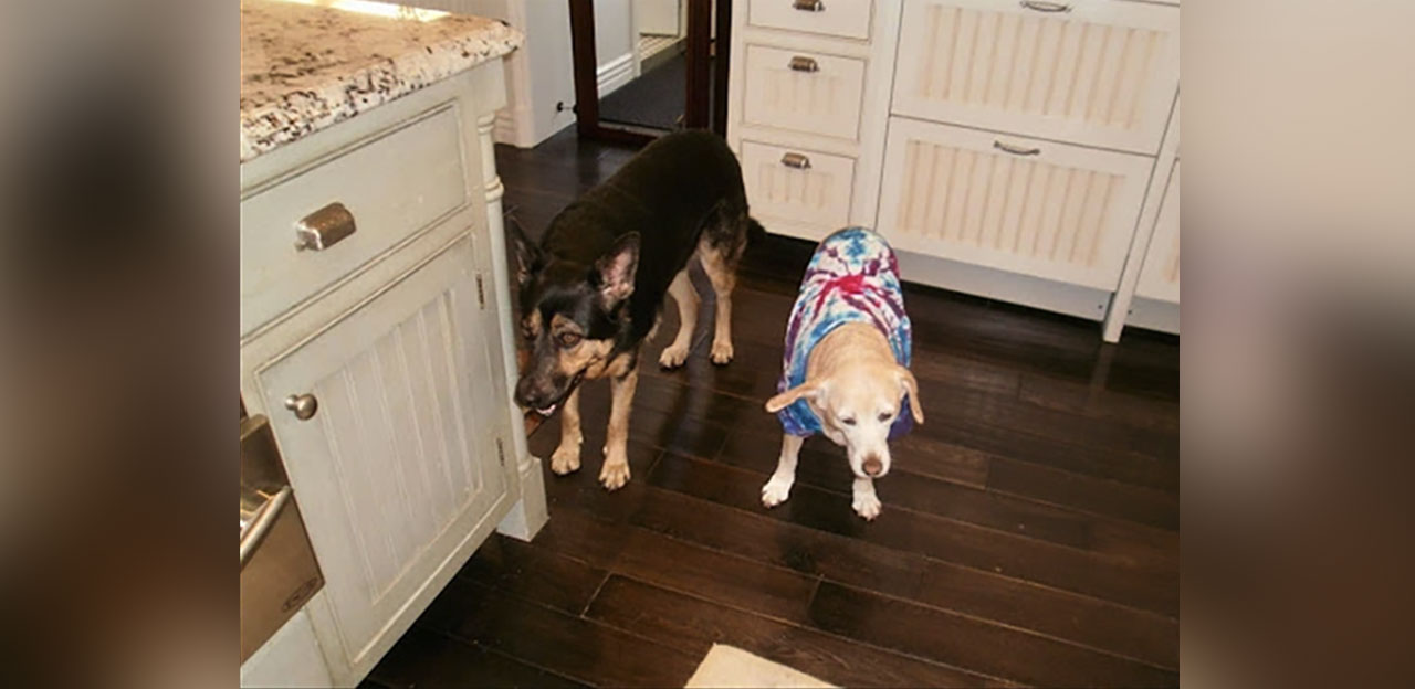 Roxy and Juanita, two dogs wearing tie dye shirts, who inspired their owner to begin researching the benefits of CBD for dogs with arthritis and joint pain.