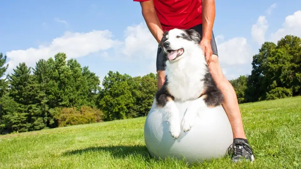  Dog owner helping an older dog stretch on a yoga ball in the park to support joint health and flexibility