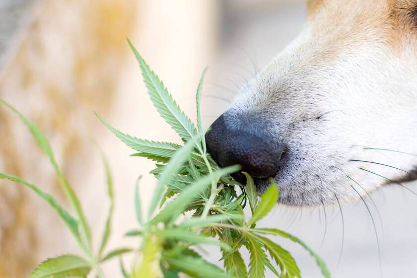 Dog sniffing a hemp plant, representing natural CBD support for canine arthritis.