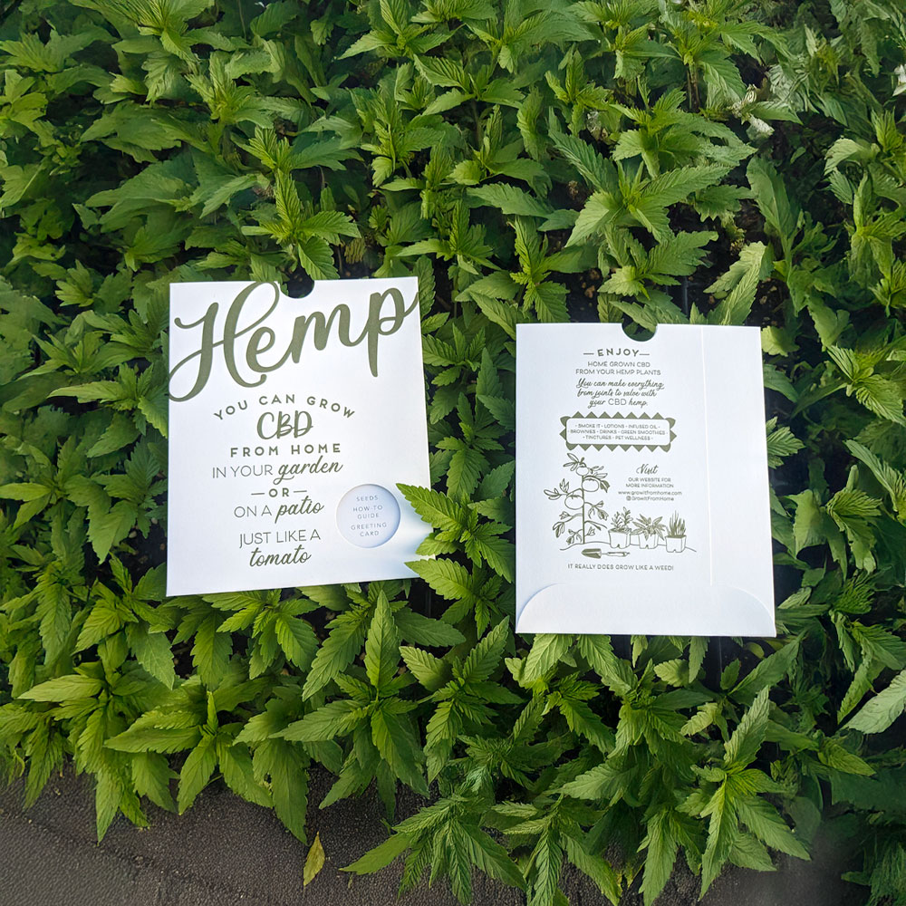 Two Grow It From Home hemp seed packets displayed on a bed of vibrant hemp leaves, showing beginner-friendly CBD home-growing instructions and plant illustrations.