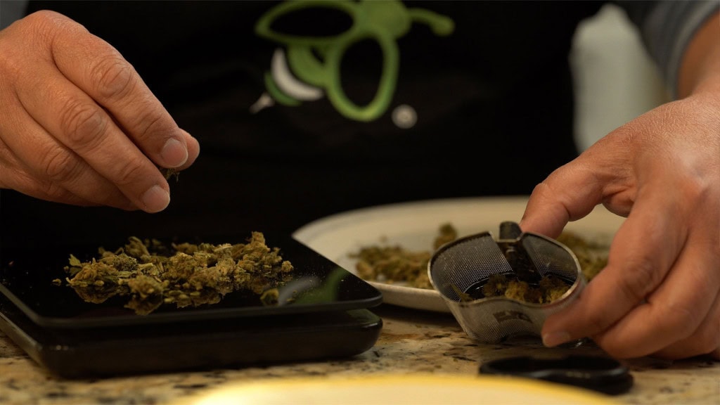 Maria using scale to measure cannabis amount