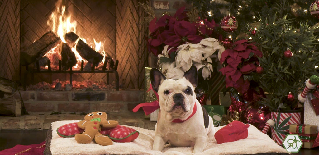 Dog resting on a cushion in front of a decorated fireplace during the holidays