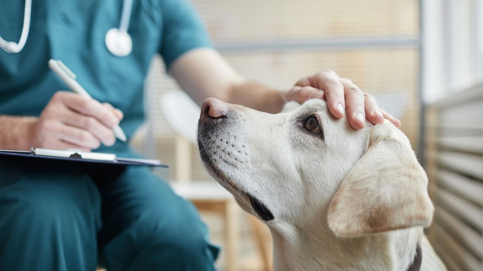 Close up of white Labrador dog at vet clinic with male veterinarian stroking his head.