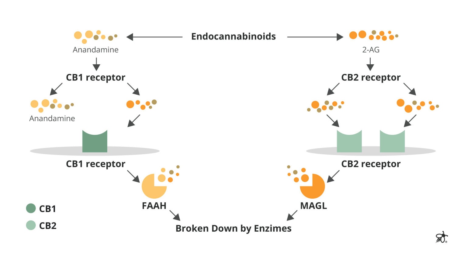 What is the Endocannabinoid System (ECS)? | Green Bee Life