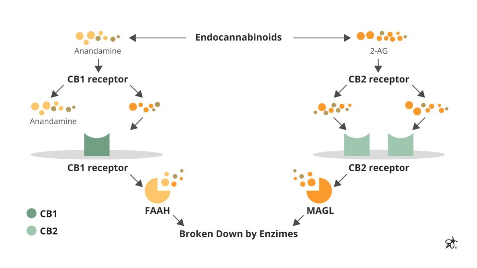 Diagram of the endocannabinoid system showing endocannabinoids interacting with CB1 and CB2 receptors and being broken down by enzymes.