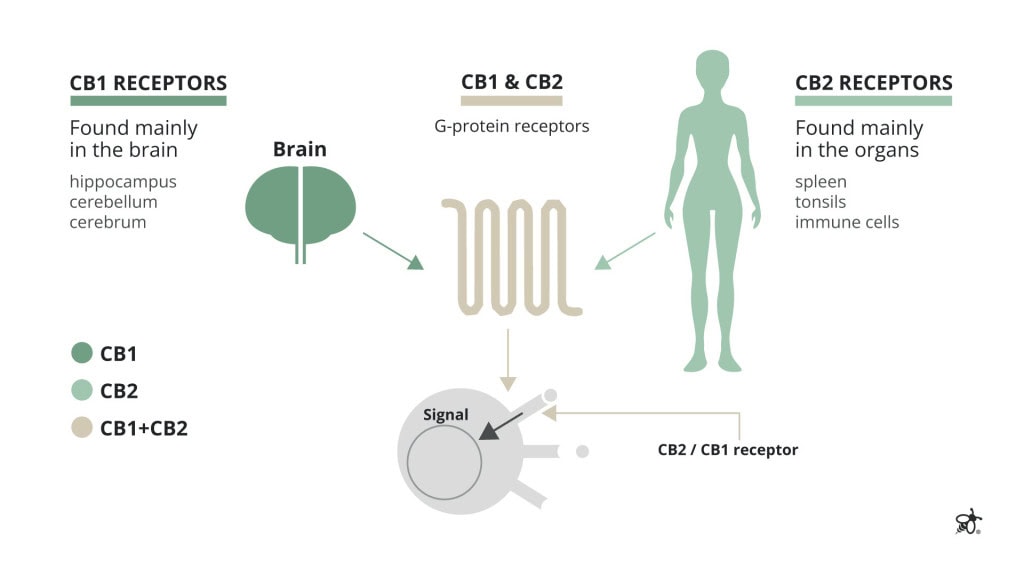 Diagram outlining the differences between CB1 and CB2