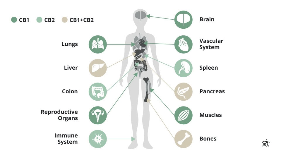 Diagram of the human endocannabinoid system outlining the differences between CB1 and CB2