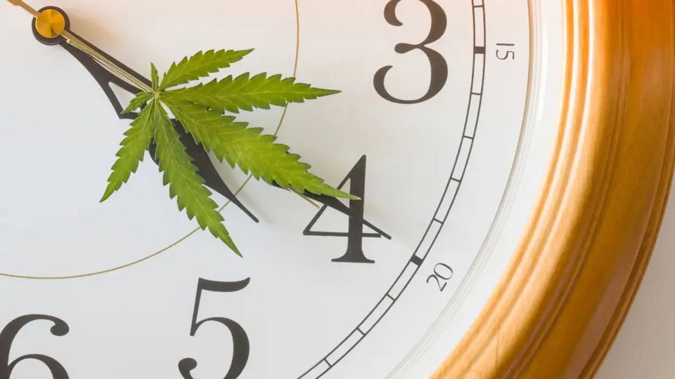 Clock marking 420, with it's needles as cannabis leaves.