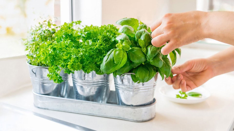 Person picking medicinal plants to make herbal wellness recipes