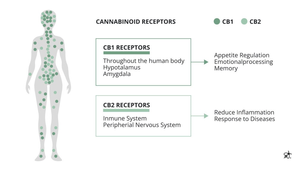 Endocannabinoid system diagram showing CB1 and CB2 receptors