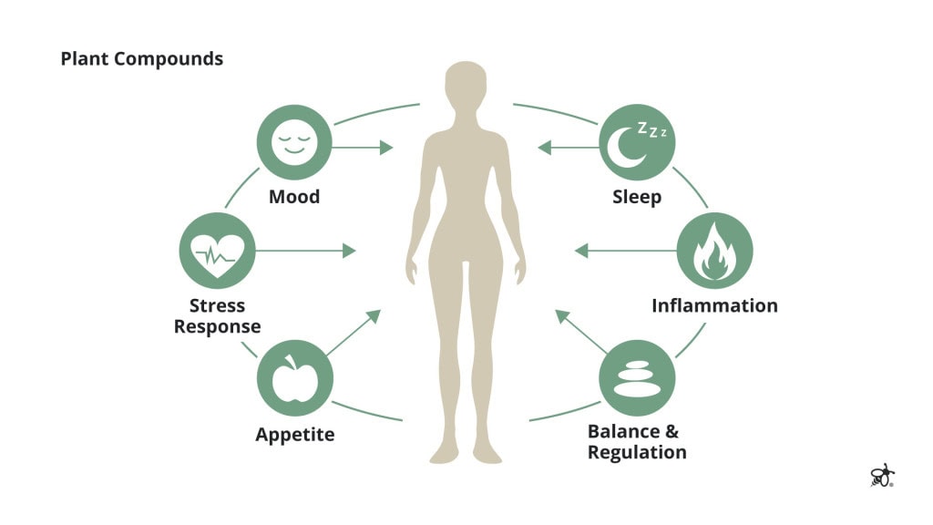 How plant compounds interact with the body affecting mood, sleep, stress, and balance