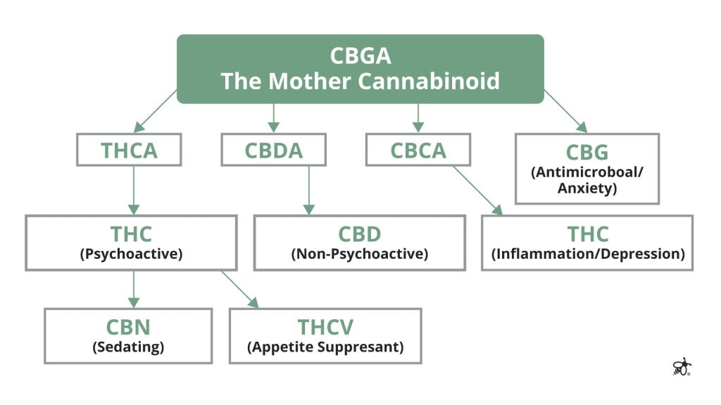 Diagram showing CBGA converting into THC and CBD through biosynthesis